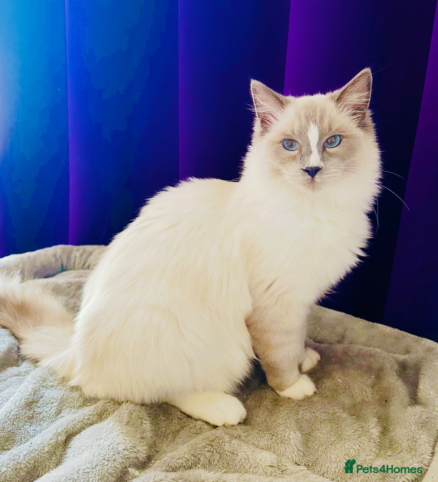 Ragdoll cats 💙 Beautiful Ragdoll blizzard  - Advert 1