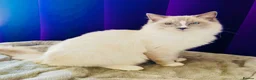 Ragdoll cats for sale: 💙 Beautiful Ragdoll blizzard  - Advert 1
