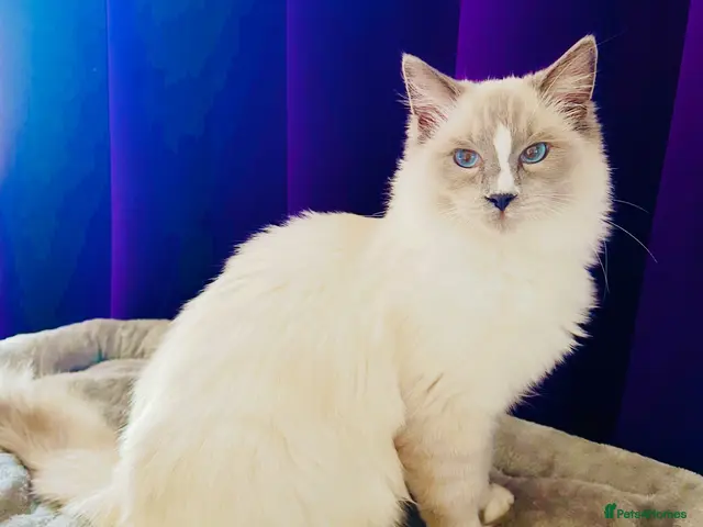 Ragdoll cats 💙 Beautiful Ragdoll blizzard - Advert 16