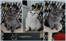 British Shorthair cats for sale: READY NOW GCCF chunky British Shorthair kittens  - Image 1