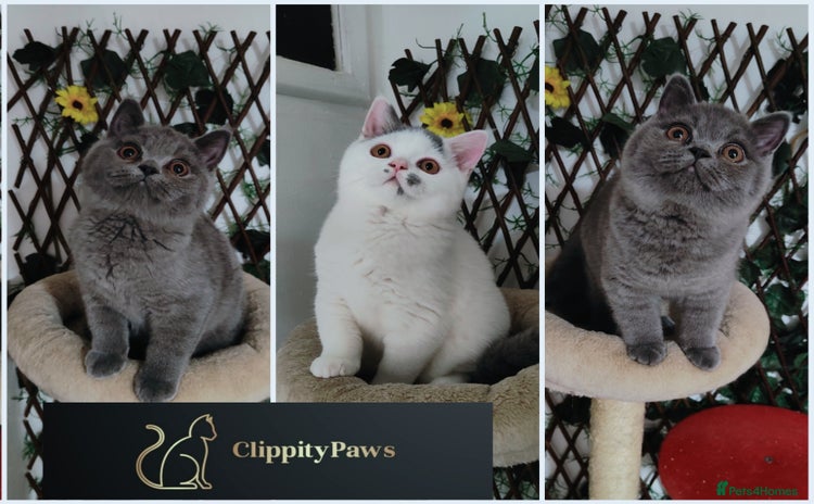 British Shorthair cats - Advert 1