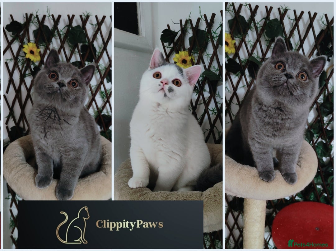 British Shorthair cats for sale: READY NOW GCCF chunky British Shorthair kittens  - Image 1
