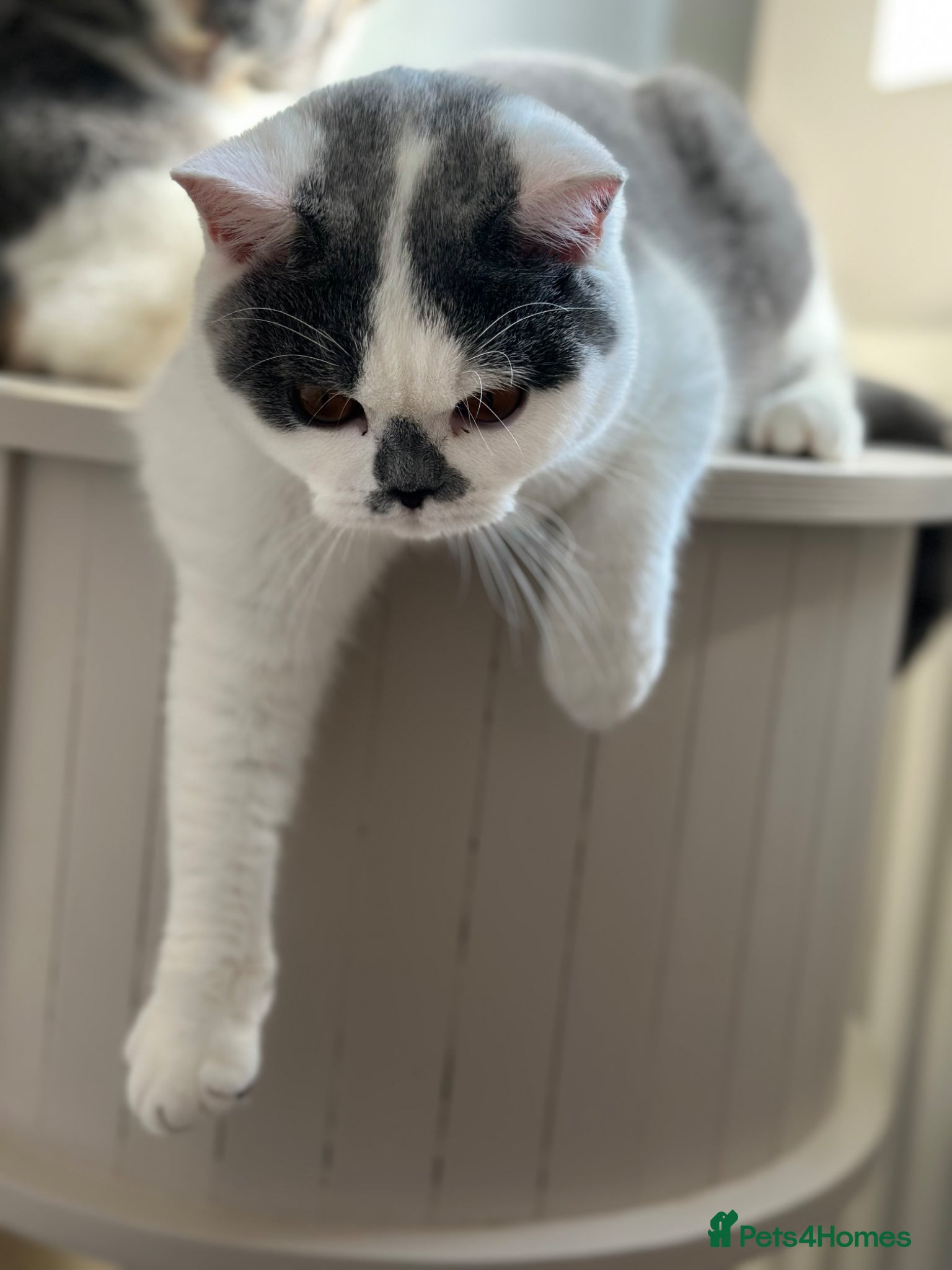 British Shorthair cats British Shorthair Chunky Kittens - Advert 1