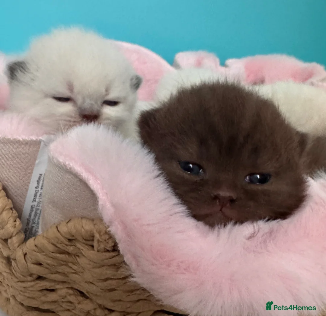 British Shorthair cats for sale: British shorthair kittens  - Advert 1