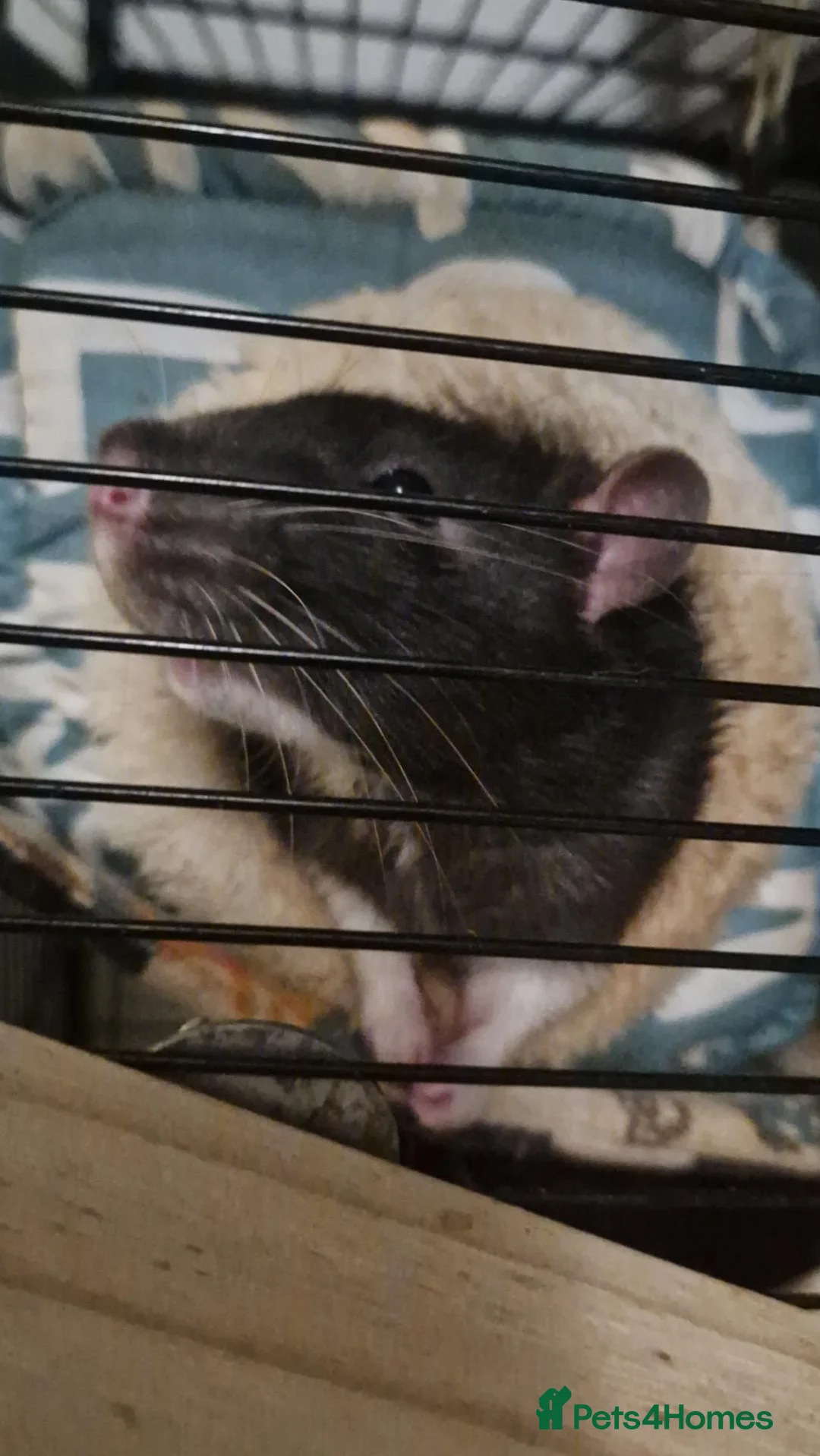 Rat rodents for sale: 1 Black and white, male fancy rat for sale in Caerphilly - Advert 2