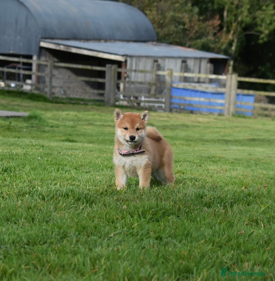 Japanese Shiba Inu dogs for sale: Multi Champion bloodline Shiba Inu pups for sale - Image 23