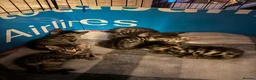Bengal cats for sale: One Marble Bengal Female Remaining - Advert 13