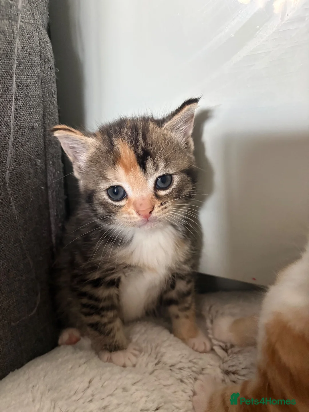 Mixed Breed cats for sale: Last Little Girl - Ready 16 October - Advert 1
