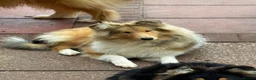 Rough Collie dogs for sale: KC Registered Sable and white puppy bitch - Advert 2