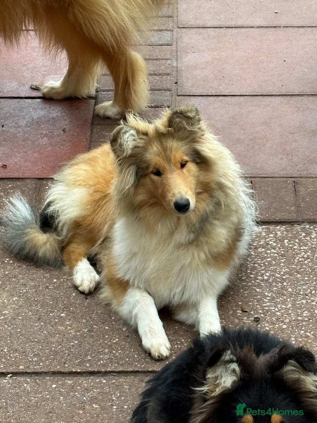Rough Collie dogs for sale: KC Registered Sable and white puppy bitch - Advert 2