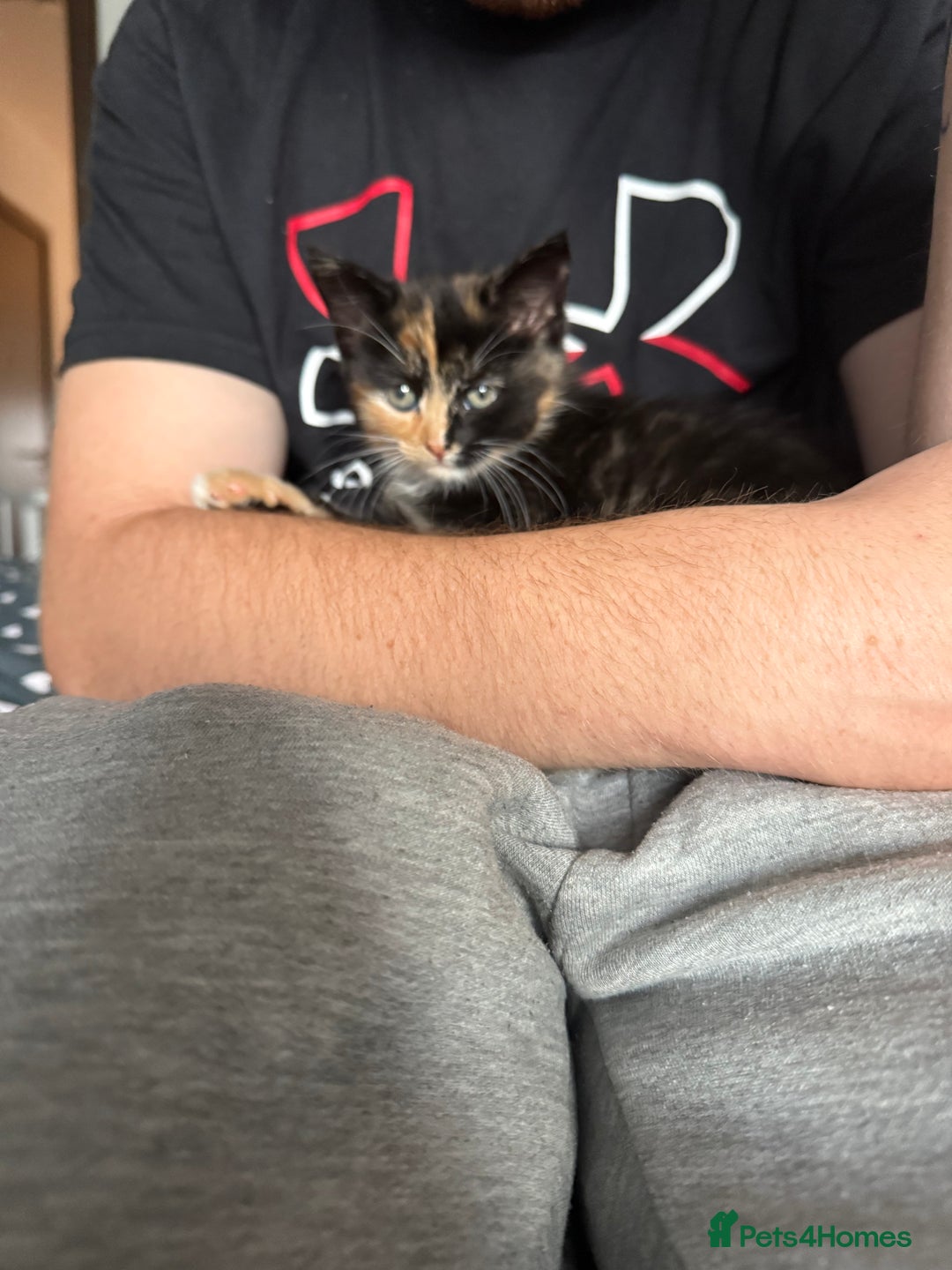 Domestic Shorthair cats for sale: 2 female kittens for sale as a pair  - Image 2