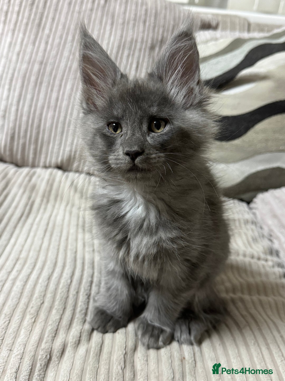 Maine Coon cats for sale: Adorable pure breed Maine coon Kittens’s for sale - Advert 32