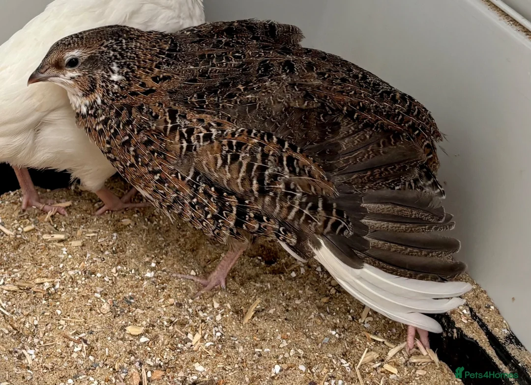 Quail poultry for sale: Young Male Coturnix Quail Birds - 2 Available - Advert 1