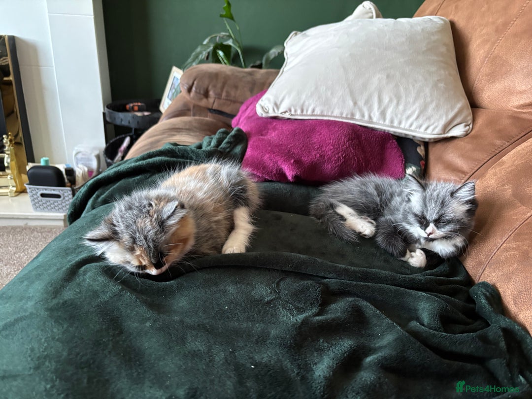 British Longhair cats for sale: 4 month old kittens - Image 4