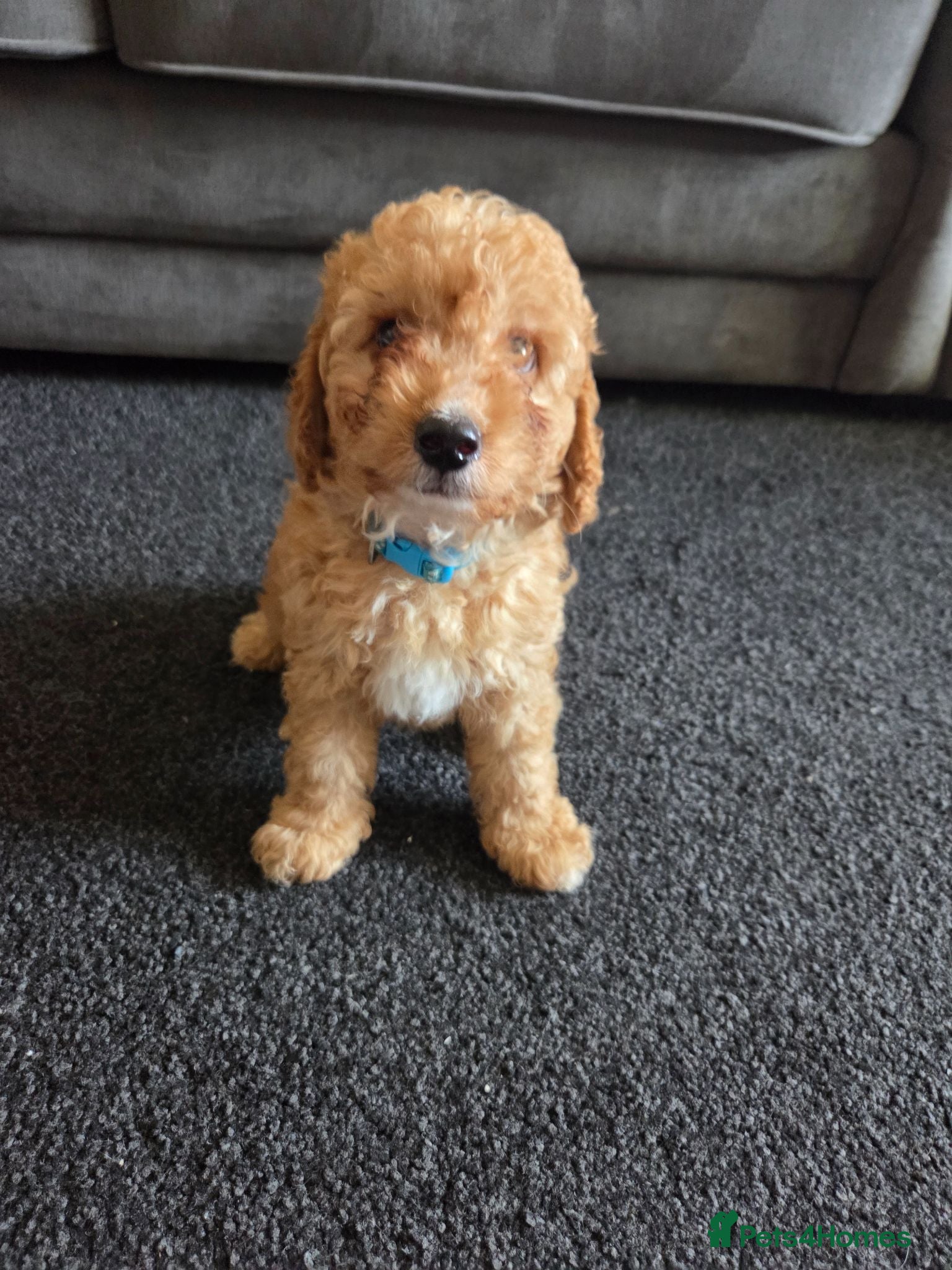 Cockapoo dogs Beautiful cockapoo  - Advert 2