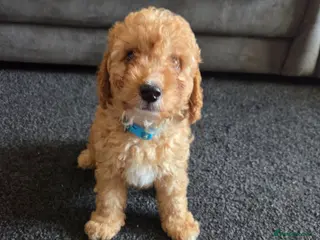 Cockapoo dogs Beautiful cockapoo - Advert 1