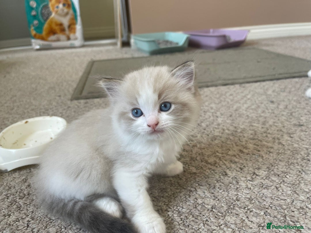 Ragdoll cats for sale: Four beautiful Ragdoll kittens available 🐾 - Image 6
