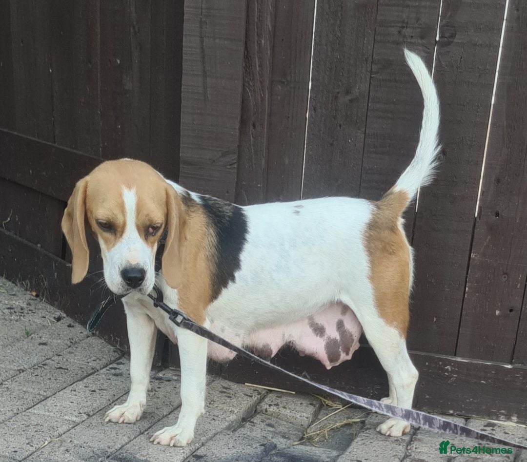 Beagle dogs 4 beagle puppies - Advert 5