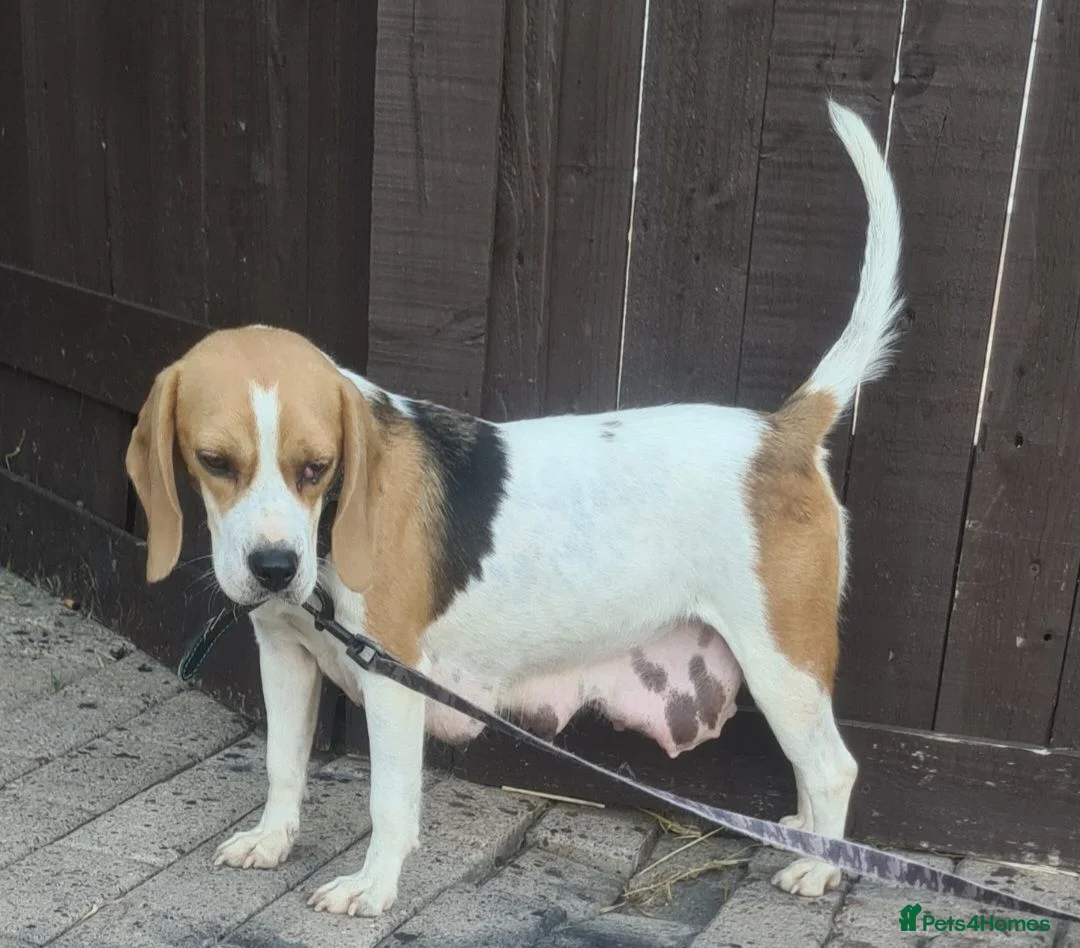 Beagle dogs for sale: 4 beagle puppies - Advert 1