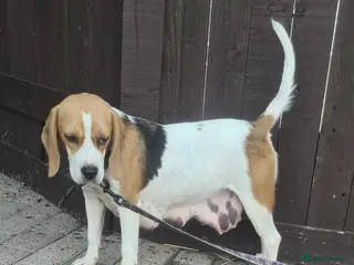 Beagle dogs 4 beagle puppies - Advert 1