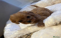 Cavapoo dogs for sale: 🐾red F1 Cavapoo puppies🐾  - Image 5