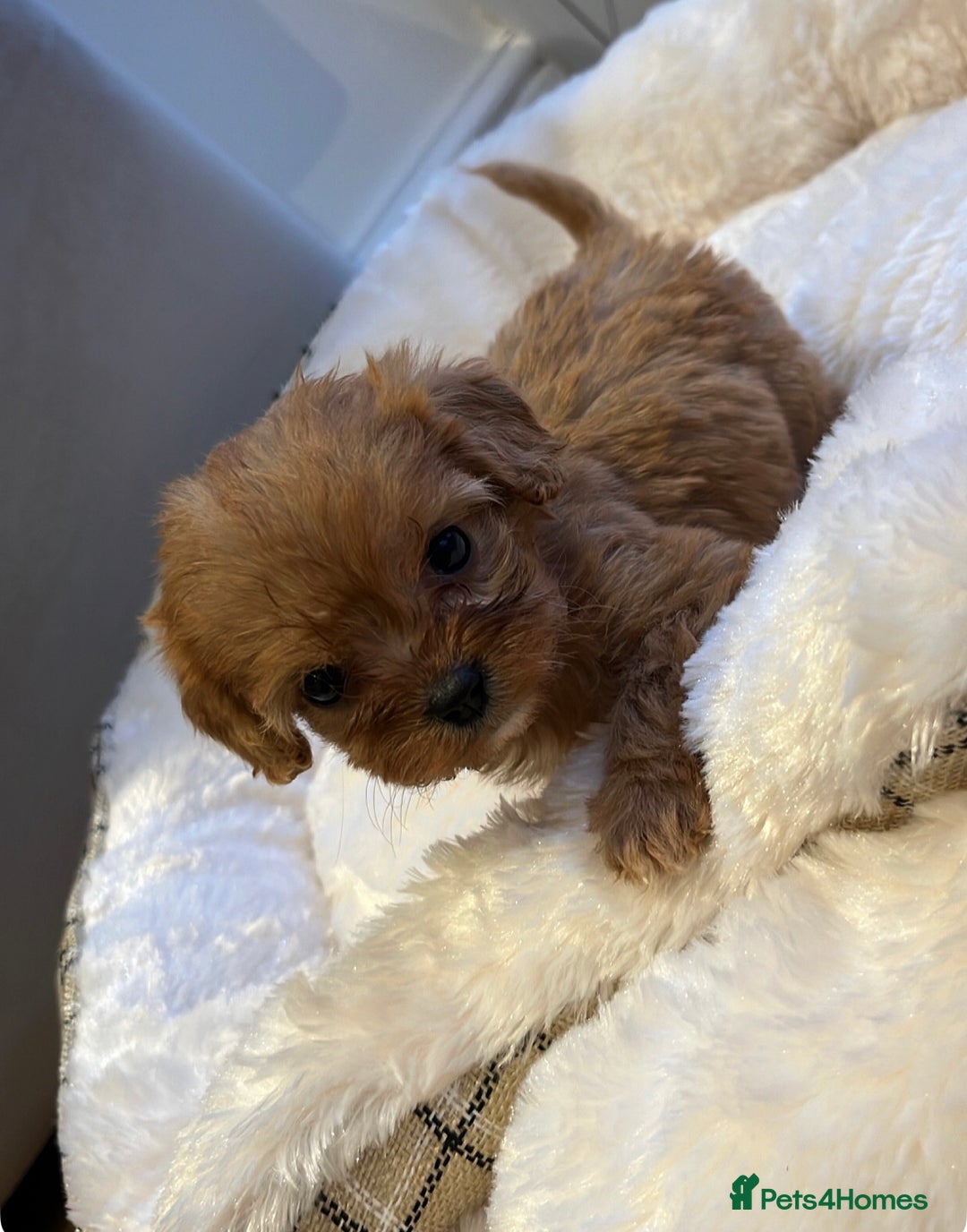 Cavapoo dogs for sale: 🐾red F1 Cavapoo puppies🐾  - Image 5