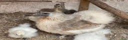 Chickens poultry for sale: Silkie chicks and mum  for sale  - Advert 2