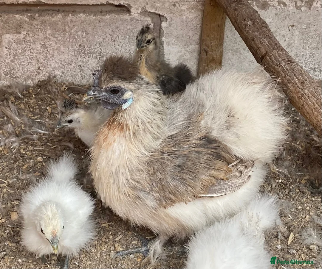 Chickens poultry for sale: Silkie chicks and mum  for sale  - Advert 2