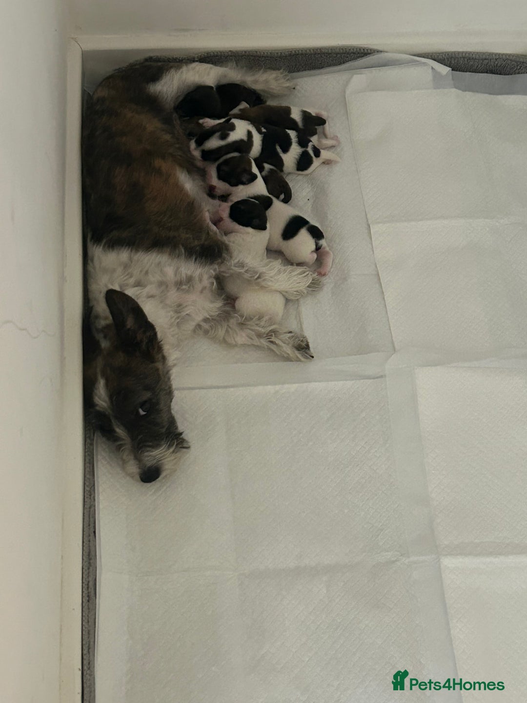 Jack Russell dogs for sale: Beautiful jack russle puppies - Image 1