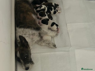 Jack Russell dogs - Advert 15