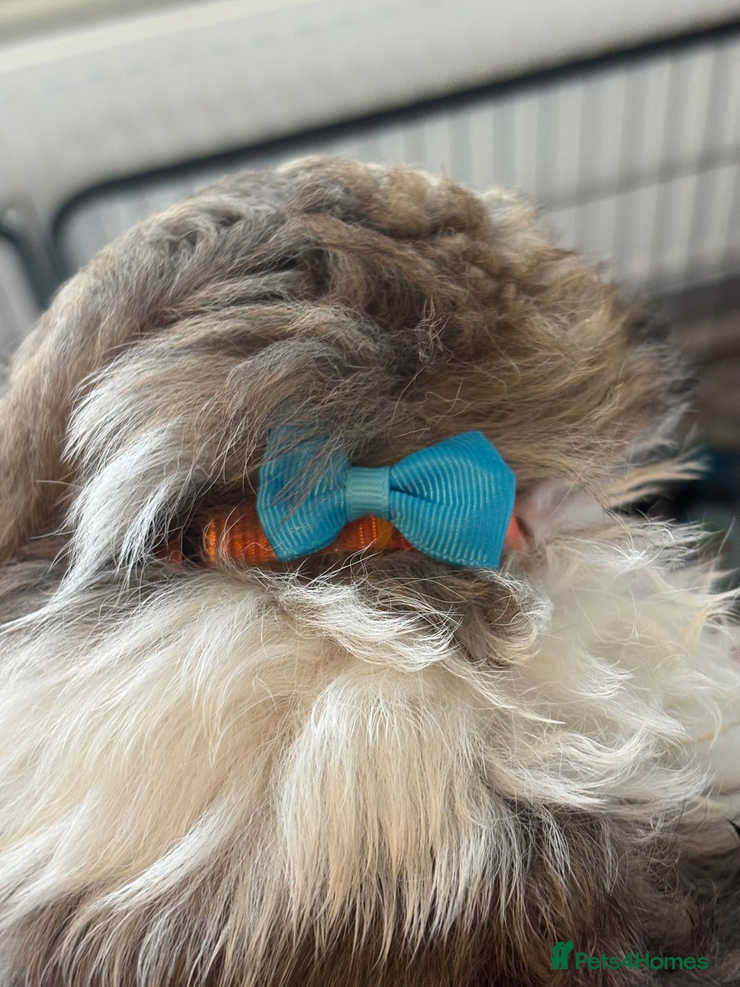 Shih Tzu dogs for sale: 4 Shih tzu girls  - Image 18
