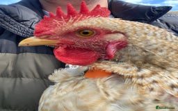 Chickens poultry for sale: Beautifully Natured Cockerel - Free to a good home - Image 6