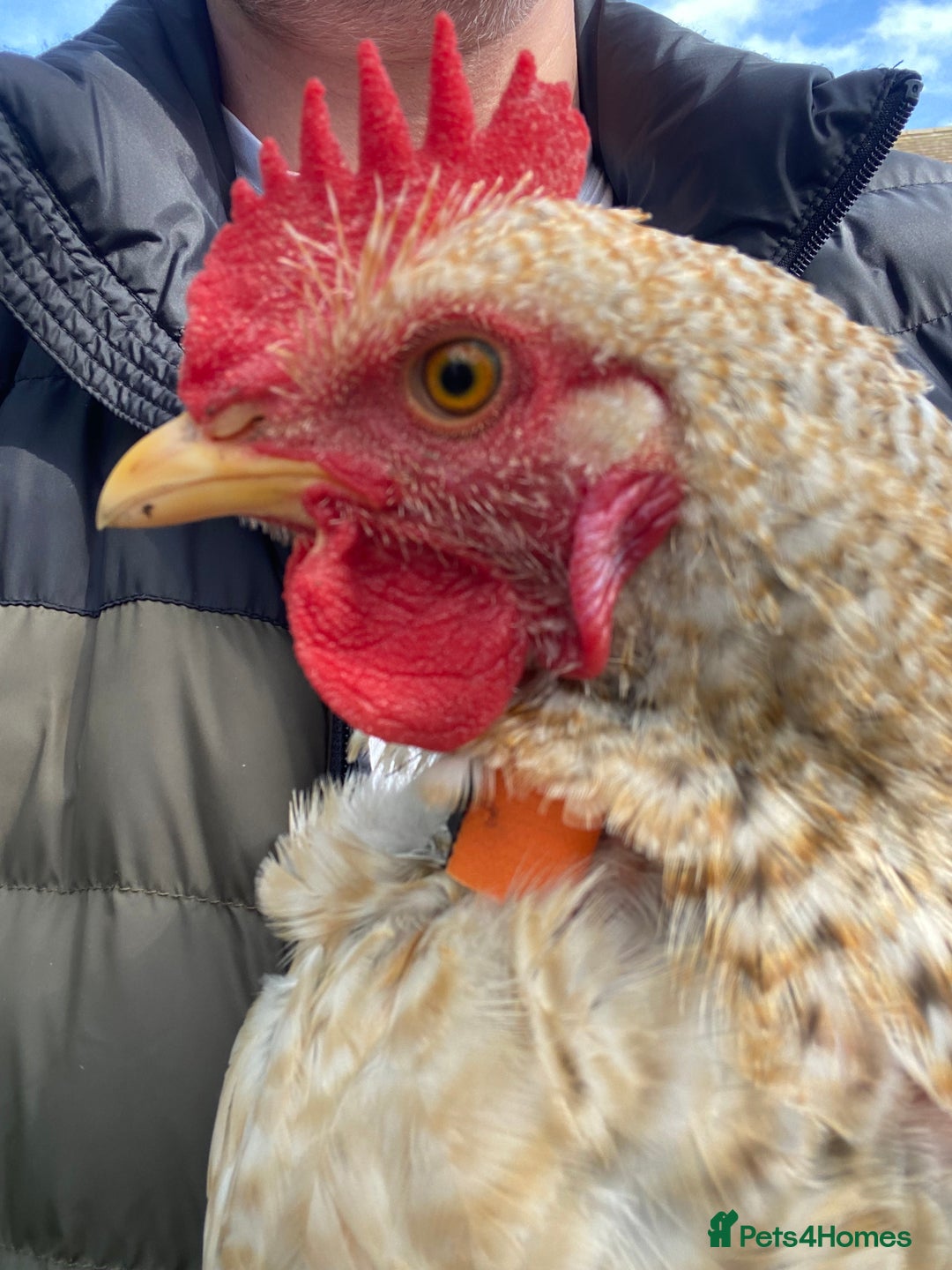 Chickens poultry for sale: Beautifully Natured Cockerel - Free to a good home - Image 6