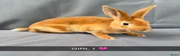 Rex rabbits for sale: Beautiful Pure Mini Rex Babies  - Advert 3