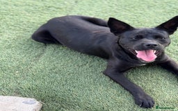 Mixed Breed dogs for adoption: Loving Beatrix looking For LOVE - Image 7