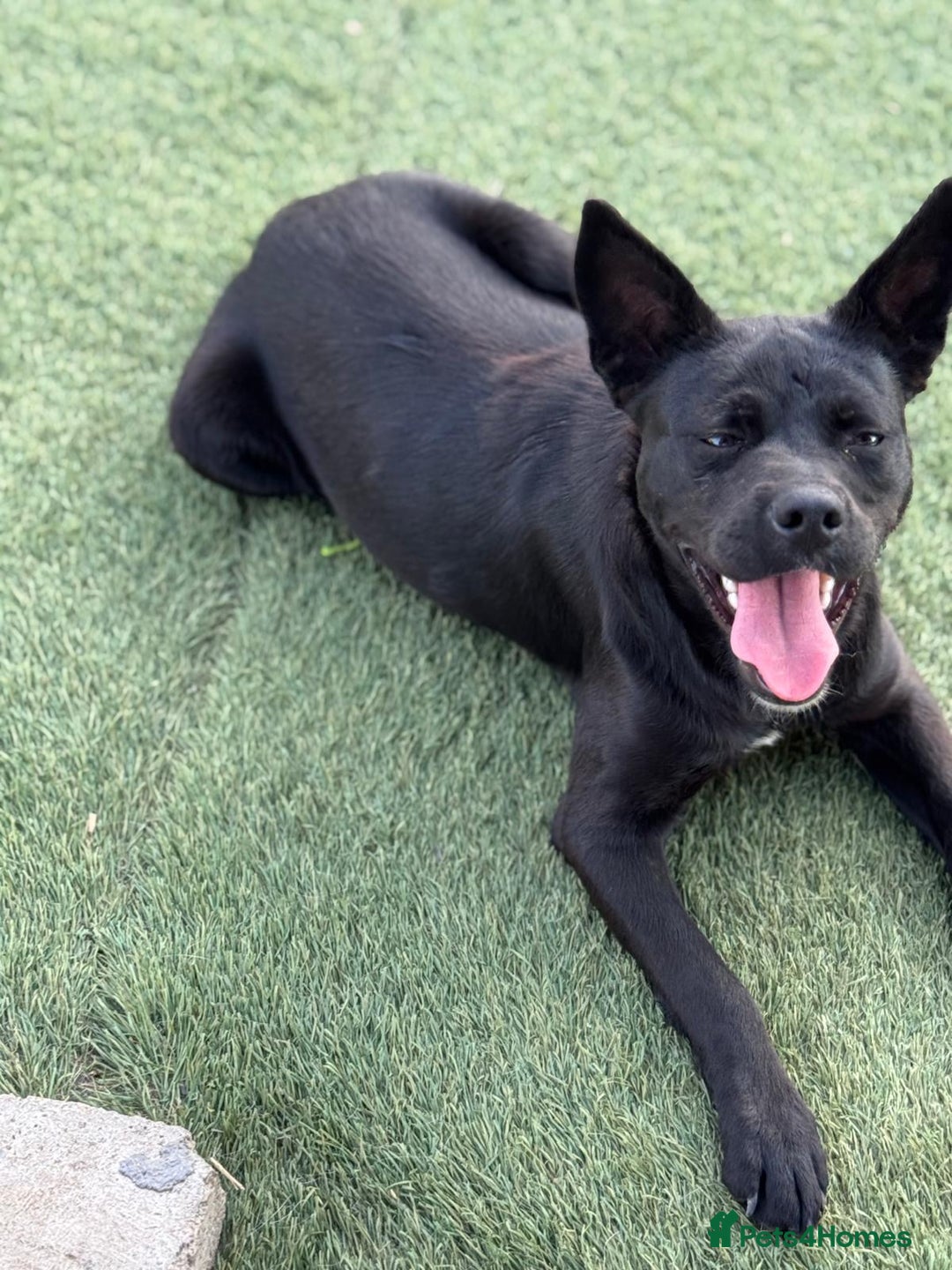 Mixed Breed dogs for adoption: Loving Beatrix looking For LOVE - Image 7