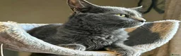 Russian Blue cats for sale: Beautiful Nebelung female kitten - Advert 4