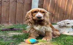 Cocker Spaniel dogs for sale: Darcy 🩷 Red Show Cocker Spaneil  - Image 2