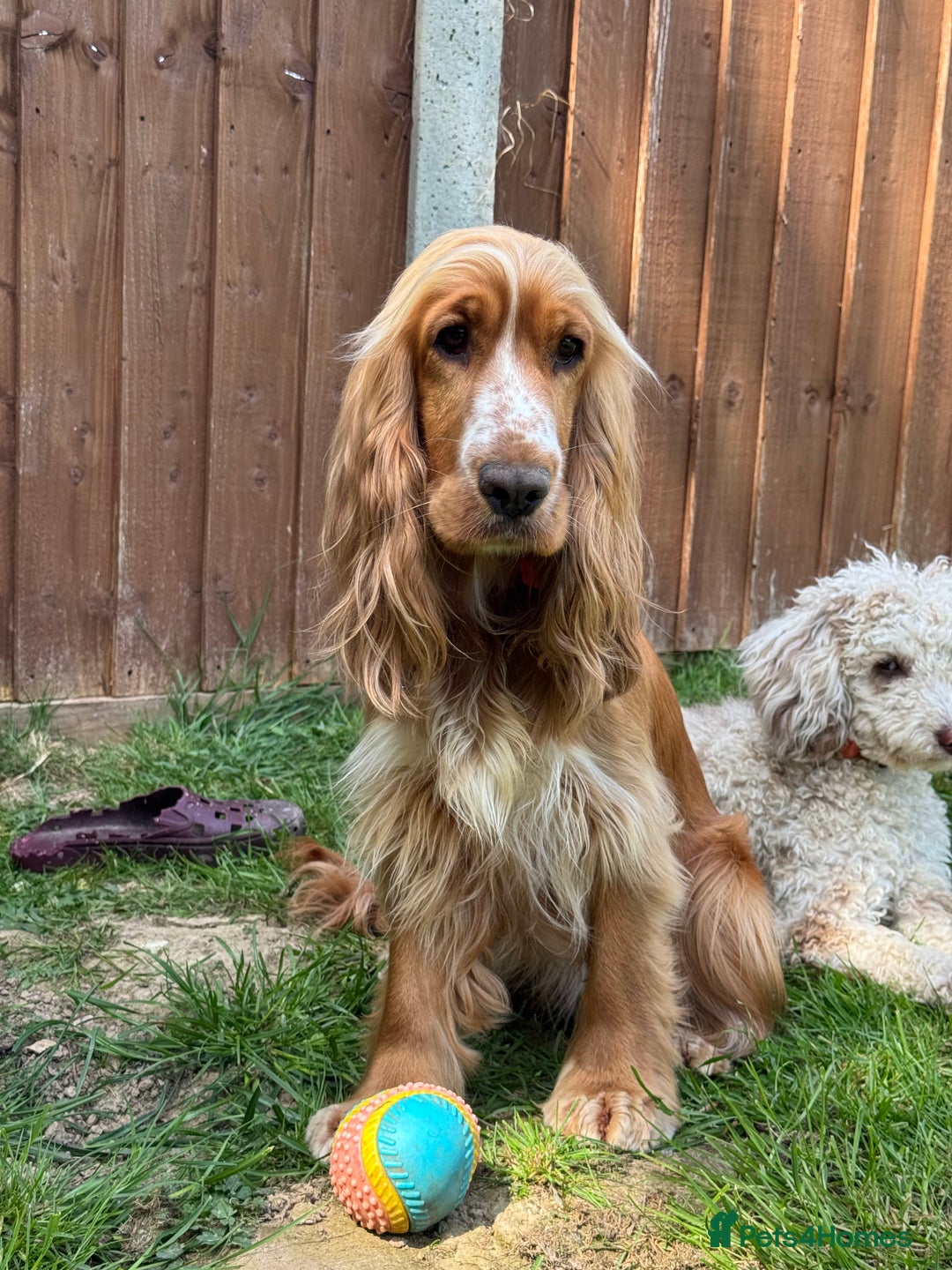 Cocker Spaniel dogs for sale: Darcy 🩷 Red Show Cocker Spaneil  - Image 2