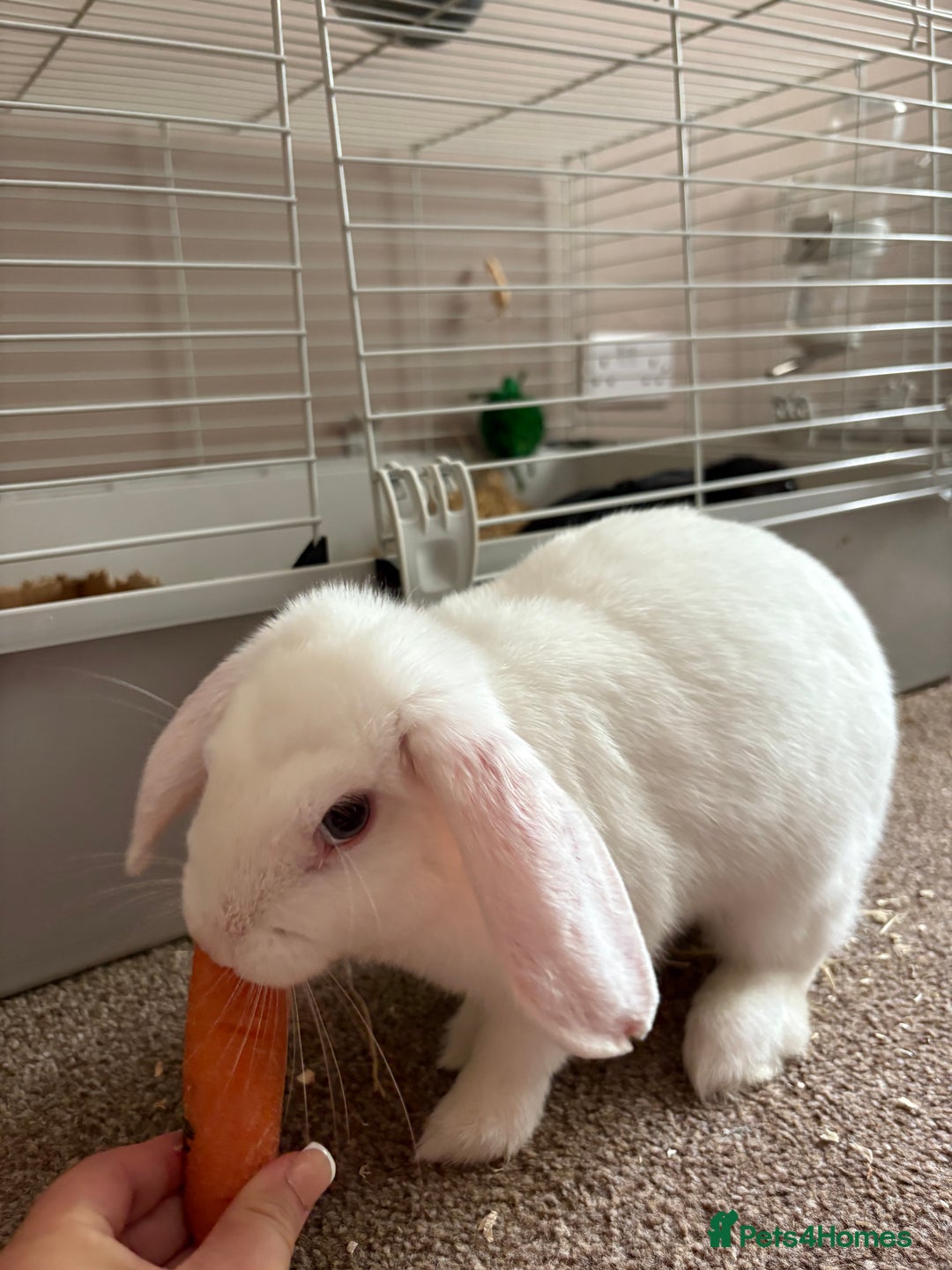 Polish rabbits for sale: Rabbit’s - Image 6