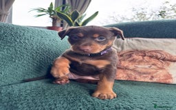 Australian Kelpie dogs for sale: Australian Kelpie Puppies WKC Registered - Image 17