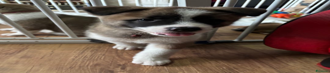 Akita Puppy 1