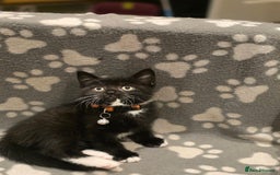 British Shorthair cats for sale: Lovely kittens  - Image 34