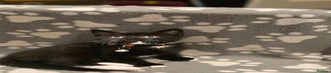 British Shorthair Kitten 6