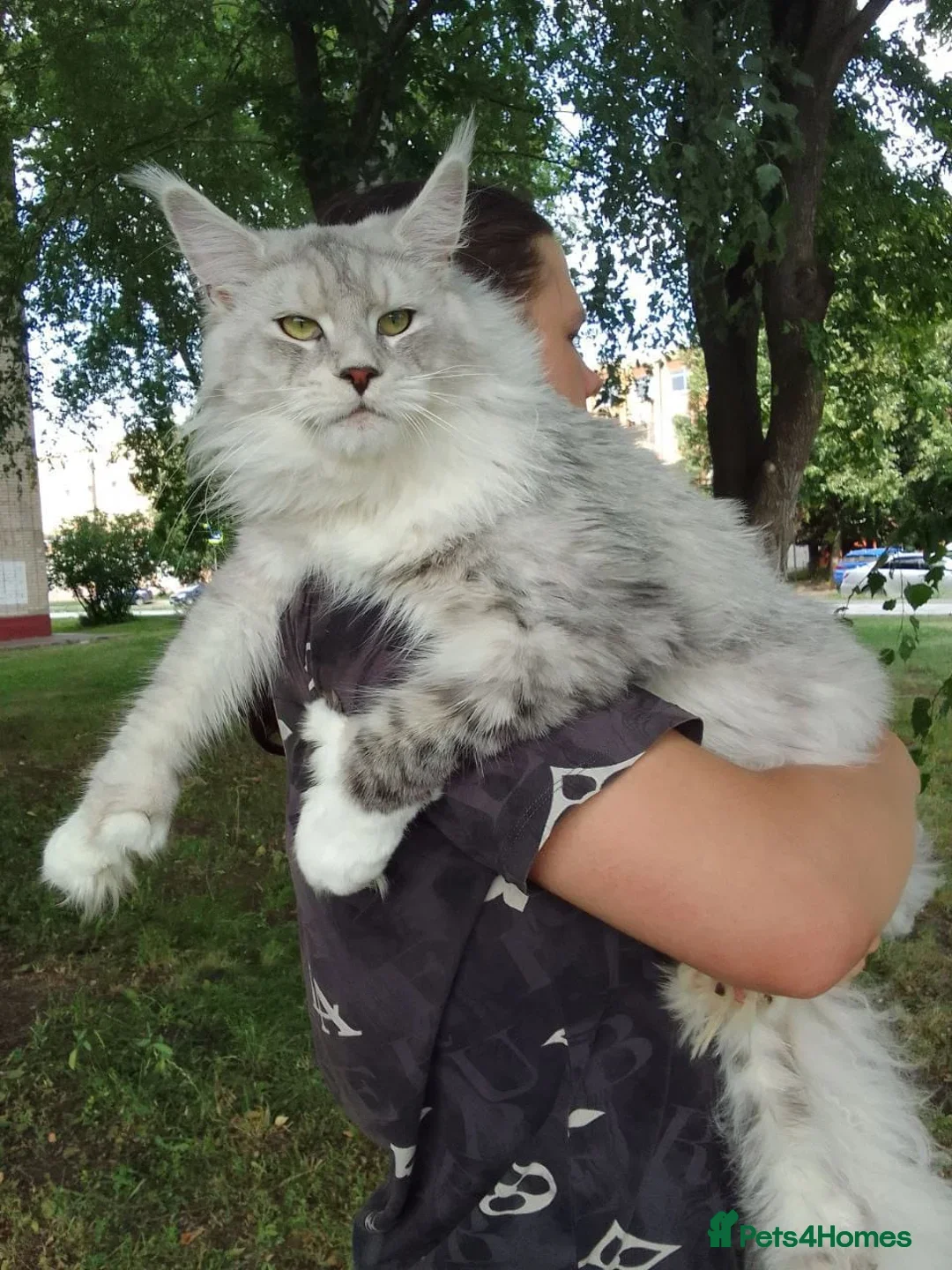 Maine Coon cats for stud: ⭐️ SIR CLYDE ⭐️ STUD AVAILABLE ⭐️ POLYDACTYL ⭐️ - Image 1
