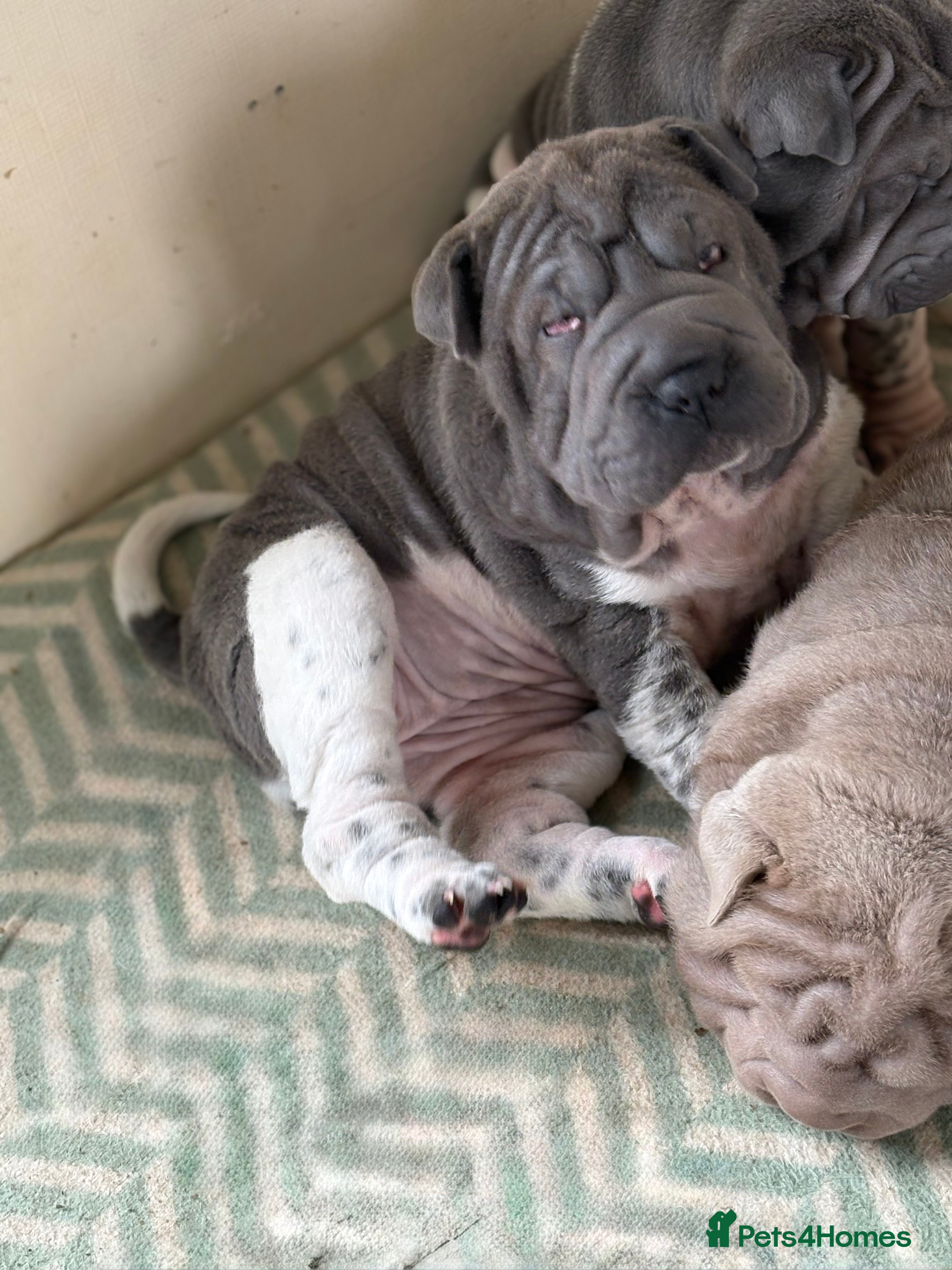 Shar Pei dogs Stunning rare Shar-Pei puppies  - Advert 5