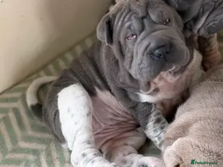 Shar Pei dogs Stunning rare Shar-Pei puppies - Advert 5