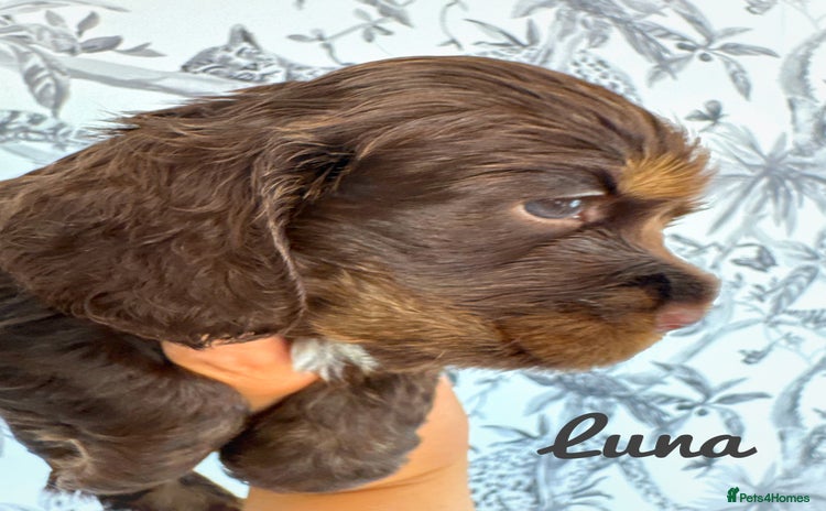 Cocker Spaniel dogs - Advert 9