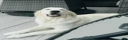 Golden Retriever dogs for sale:  Two Beautiful English Cream Golden Retriever Boys - Advert 9