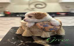 Mixed Breed dogs for sale: Peke-a-Chon puppies 🐶  - Image 3